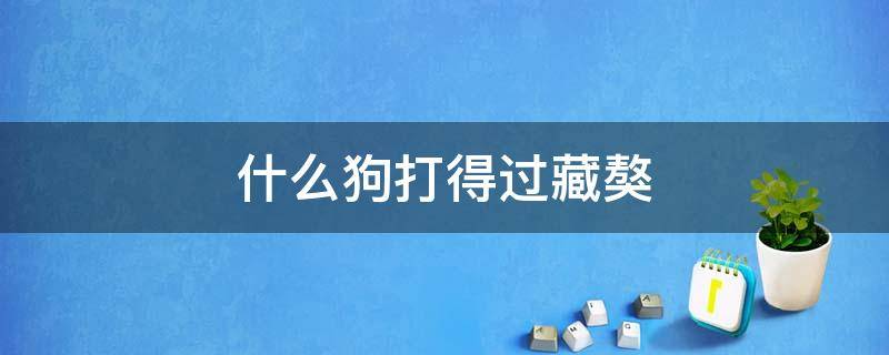 什么狗打得过藏獒 什么狗能打得过藏獒