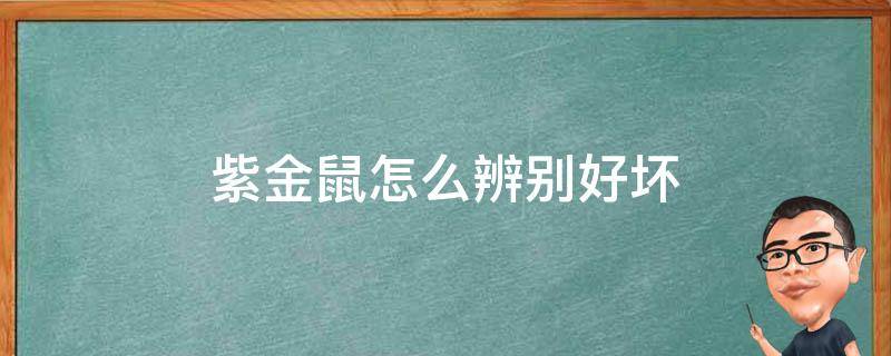 紫金鼠怎么辨别好坏（紫金鼠品相怎么看）