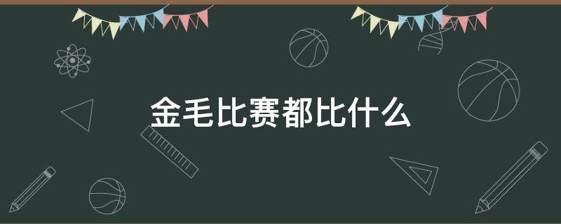 金毛比赛都比什么 金毛犬比赛比哪些项目