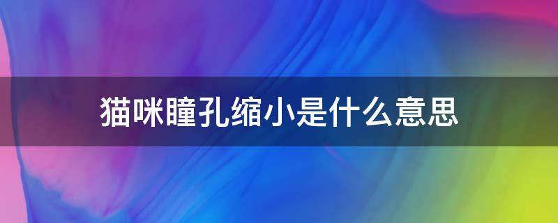 猫咪瞳孔缩小是什么意思 猫咪瞳孔放大缩小是什么意思