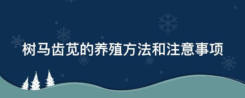 树马齿苋的养殖方法和注意事项（树马齿苋的养殖方法和注意事项视频）