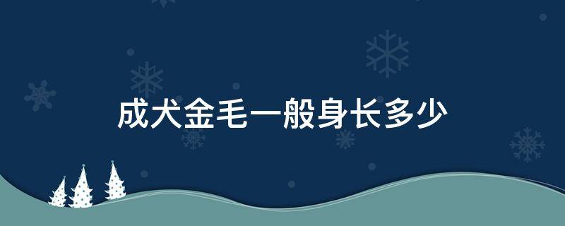 成犬金毛一般身长多少 成年金毛身长一般多少