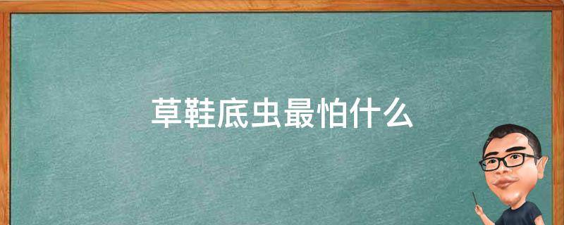 草鞋底虫最怕什么 草鞋底子是害虫吗