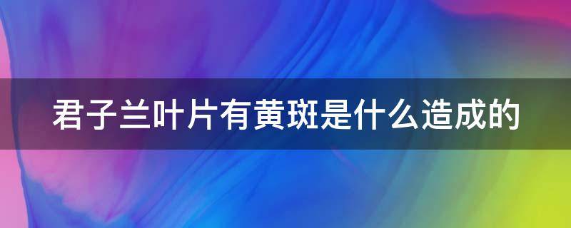 君子兰叶片有黄斑是什么造成的 君子兰叶片有黄斑是什么造成的原因