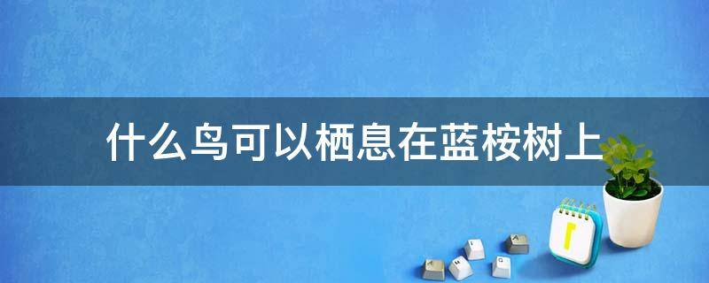 什么鸟可以栖息在蓝桉树上 栖息在蓝桉上的鸟