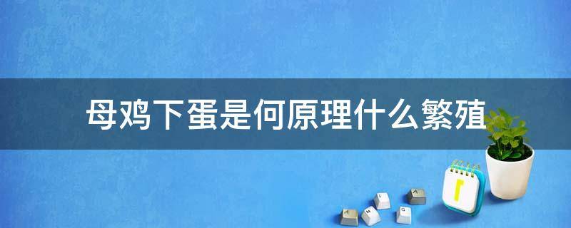 母鸡下蛋是何原理什么繁殖（母鸡需要经历什么的时间才会下蛋繁殖后代）