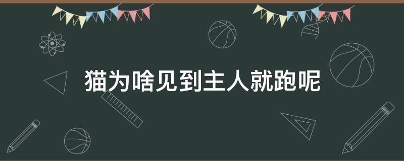 猫为啥见到主人就跑呢 猫为什么一见到主人就跑