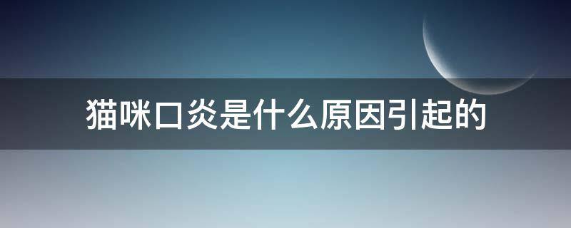 猫咪口炎是什么原因引起的（猫咪口炎因为什么）
