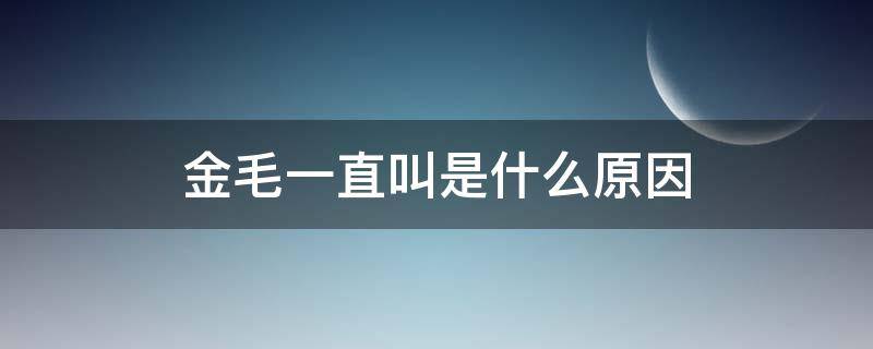 金毛一直叫是什么原因（金毛怎么老是叫）