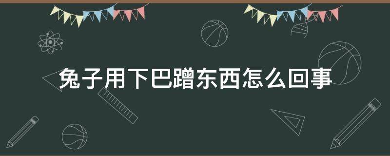 兔子用下巴蹭东西怎么回事（兔子用下巴蹭东西是什么意思）