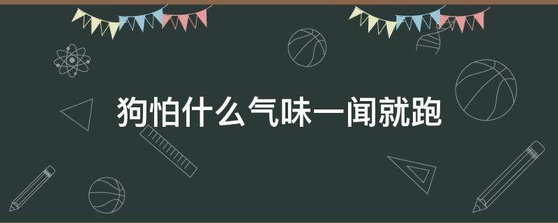 狗怕什么气味一闻就跑（狗怕什么气味一闻就跑 狗狗币清凉油的气味怎么样）