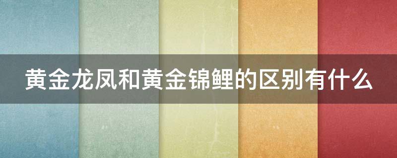 黄金龙凤和黄金锦鲤的区别有什么 黄金锦鲤和黄金龙凤是一种鱼吗?