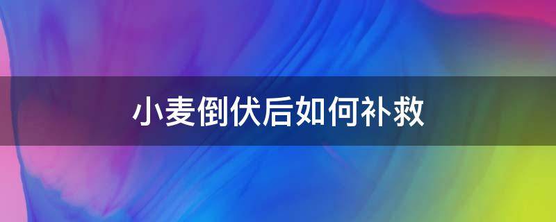 小麦倒伏后如何补救（小麦倒伏怎么补救）