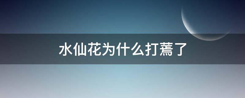 水仙花为什么打蔫了（水仙花的花骨朵发蔫）