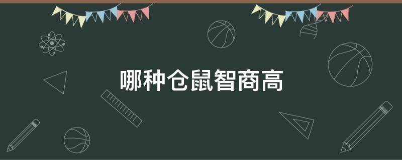 哪种仓鼠智商高（哪种仓鼠更聪明）