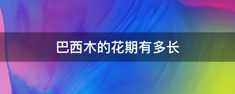 巴西木的花期有多长 巴西木花期多长时间