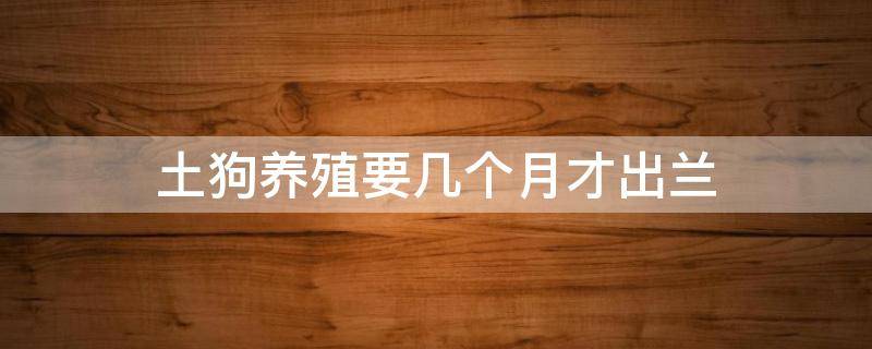 土狗养殖要几个月才出兰 土狗几个月开始繁殖