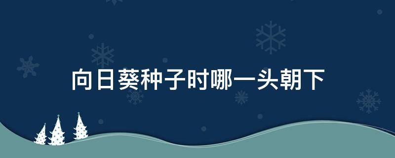 向日葵种子时哪一头朝下（向日葵的种子哪头朝下）