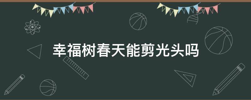 幸福树春天能剪光头吗 幸福树啥时候剪头合适