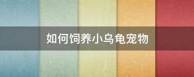 如何饲养小乌龟宠物 怎样饲养乌龟宠物