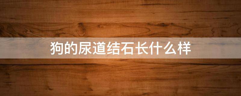 狗的尿道结石长什么样 狗狗膀胱结石或者尿道结石是怎么造成的