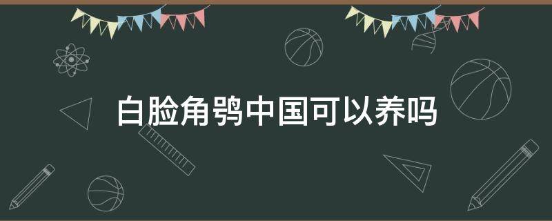 白脸角鸮中国可以养吗 白脸角鸮寿命