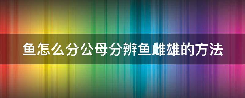 鱼怎么分公母分辨鱼雌雄的方法（鱼怎样分辨公母）