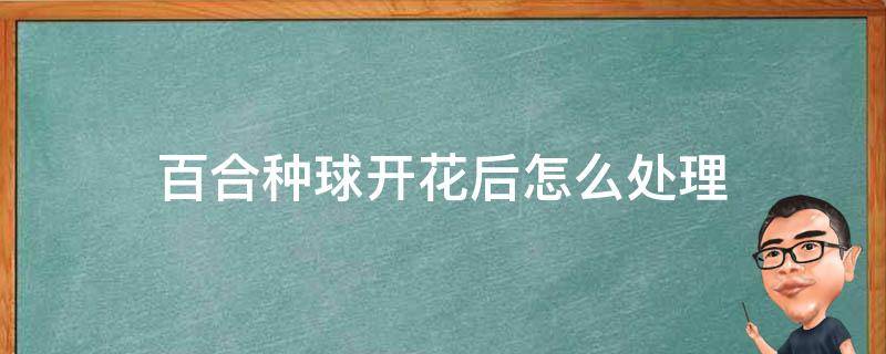 百合种球开花后怎么处理 百合花开过后种球如何处理