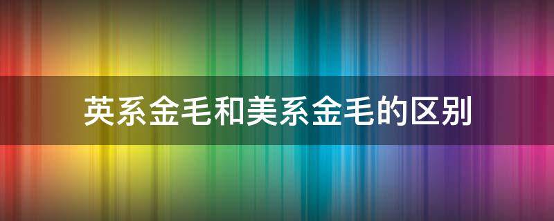 英系金毛和美系金毛的区别 英系金毛和美系金毛的区别图片