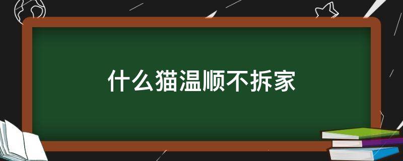 什么猫温顺不拆家 哪种猫不拆家