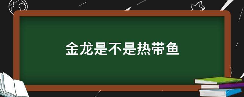 金龙是不是热带鱼 金龙鱼是热带鱼还是冷水鱼