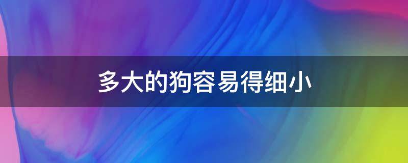 多大的狗容易得细小 一般多大的狗容易得细小