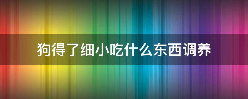 狗得了细小吃什么东西调养 狗狗得细小吃东西是不是就好了