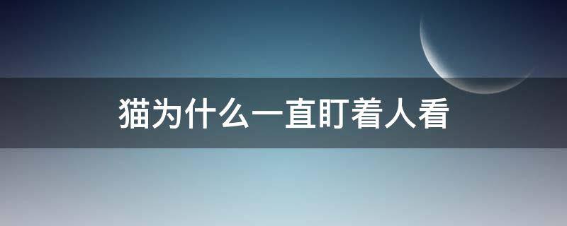 猫为什么一直盯着人看（猫为啥一直盯着人看）