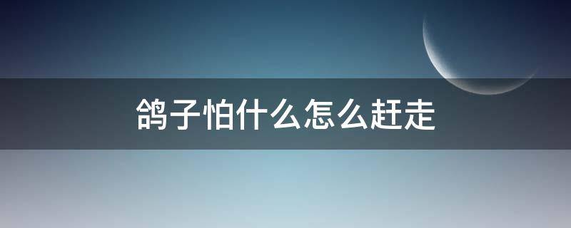 鸽子怕什么怎么赶走 信鸽怕什么,怎样把鸽子撵走