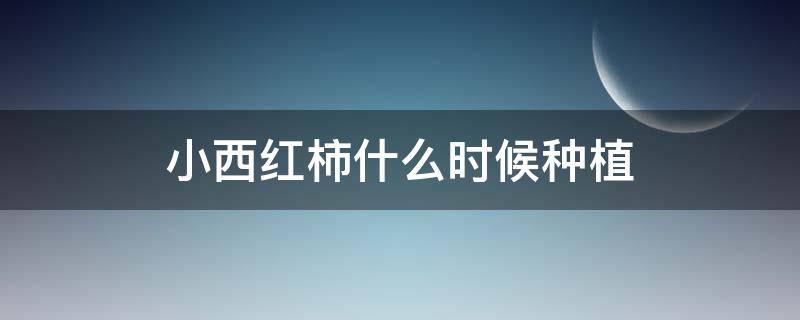 小西红柿什么时候种植（小西红柿几月种植）