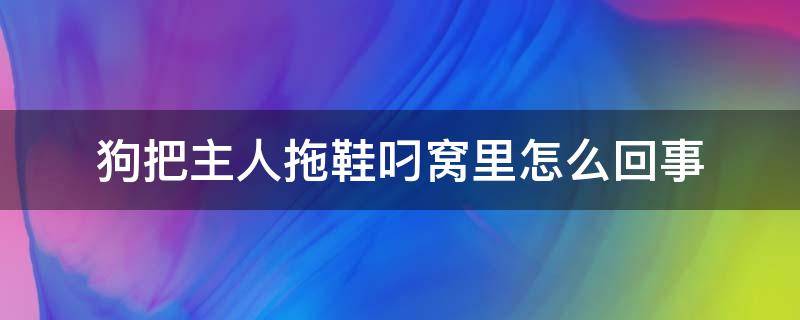 狗把主人拖鞋叼窝里怎么回事（狗狗总把鞋叼到窝里）