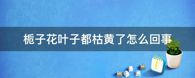 栀子花叶子都枯黄了怎么回事 栀子花叶子发黄干枯怎么办