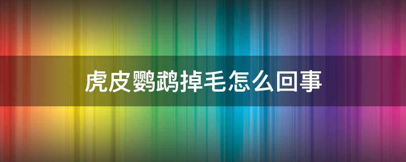 虎皮鹦鹉掉毛怎么回事 虎皮鹦鹉掉毛怎么办