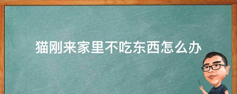 猫刚来家里不吃东西怎么办（小猫刚来家里不吃东西怎么办）