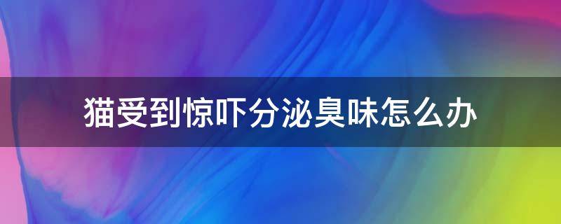 猫受到惊吓分泌臭味怎么办（猫受到惊吓分泌臭味怎么去除）