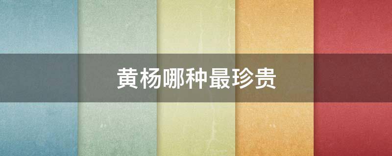 黄杨哪种最珍贵 最名贵的黄杨