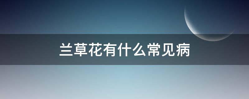 兰草花有什么常见病 兰花常见的病