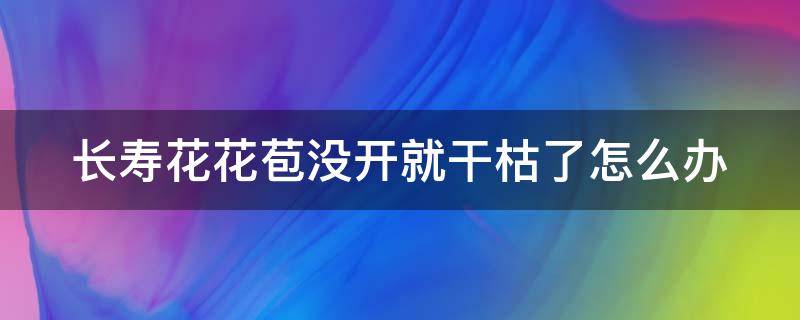 长寿花花苞没开就干枯了怎么办（长寿花花骨朵没开花就干瘪了）