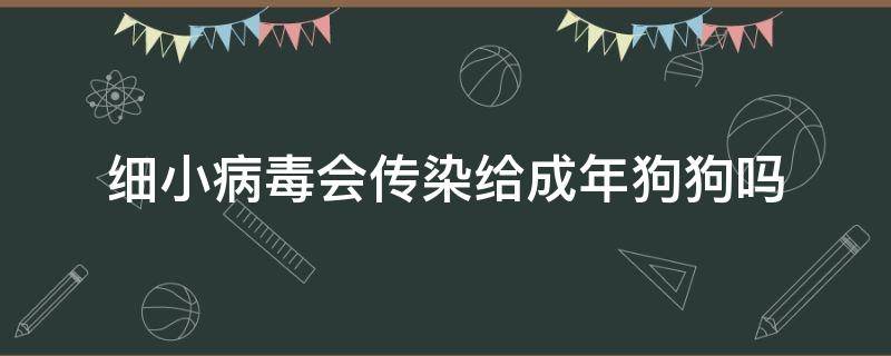 细小病毒会传染给成年狗狗吗 细小病毒会传染成年犬吗