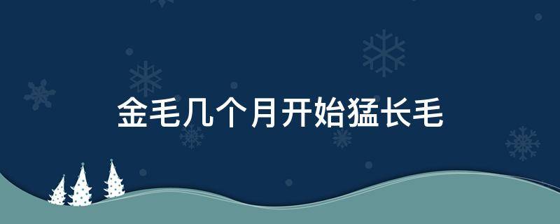 金毛几个月开始猛长毛（金毛几个月开始长毛）