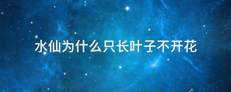 水仙为什么只长叶子不开花 水仙叶子太长不开花