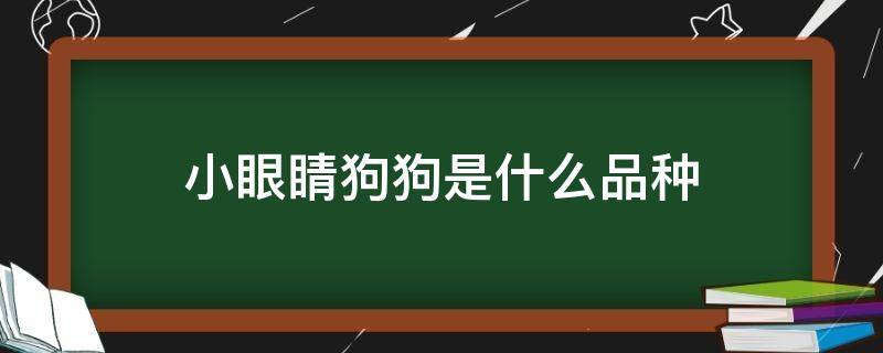 小眼睛狗狗是什么品种 狗狗小眼睛那个是啥狗