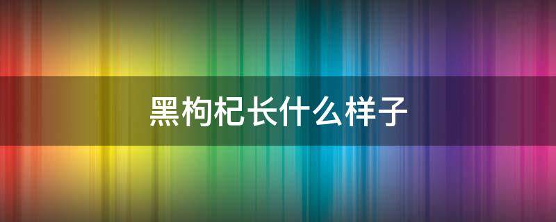 黑枸杞长什么样子 黑枸杞长什么样子的有什么作用