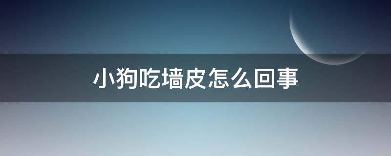 小狗吃墙皮怎么回事 小狗吃墙皮的应该吃什么药